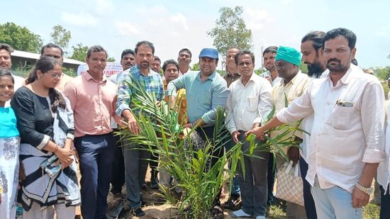 మెదక్ జిల్లాలో పామాయిల్ సాగు