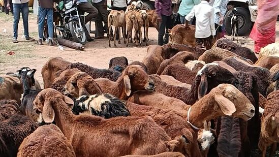 సంతలో పశువులు