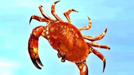 కర్కాటక రాశి : కర్కాటక రాశి వారికి రాబోయే రెండు నెలలు అనుకూలంగా ఉంటుంది. దీపావళి నుంచి క్రిస్మస్ వరకు మంచి వినోద వాతావరణం ఉంటుంది. ఉద్యోగంలో ప్రమోషన్లతో పాటు ఆకస్మిక ధనం అందుతుంది. ఆగిపోయిన పనులన్నీ పూర్తి చేసి పెద్ద విజయాన్ని అందుకుంటారు. ఇంతకాలం మిమ్మల్ని విమర్శించిన వారు మీ సామర్థ్యాన్ని ప్రశంసిస్తారు.