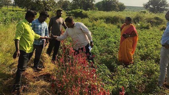 నత్తల నివారణకు బీర్లతో విరుగుడు లభిస్తుందంటున్న ఉద్యాన శాస్త్రవేత్తలు