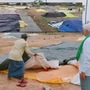 కరీంనగర్ లో ధాన్యం కొనుగోళ్లు