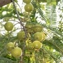 <p>ఉసిరికాయ నిజానికి అద్భుతమైన ఫలంగానే భావించాలి. సూపర్‌ఫుడ్‌‌గా పరిగణించే పసుపు కంటే ఉసిరిలో యాంటీ ఆక్సిడెంట్స్‌ రెంటు రెట్లు అధికంగా ఉంటాయి.&nbsp;</p>