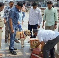 <p>వరంగల్ శివనగర్ ప్రాంతానికి చెందిన పల్లెబోయిన కుమార్ (60), సులభంగా డబ్బు సంపాదనతో పాటు తన అవసరాలకోసం ఏకంగా ఒక గృహపరిశ్రమ తరహాలో తన ఇంటి మేడపైనే పూల కుండీల్లో గంజాయి మొక్కల పెంపకం చేపట్టాడు. గురువారం రైల్వే స్టేషన్లో తనిఖీ లు నిర్వహిస్తుండగా &nbsp;మత్తు పదార్థాలను పసిగట్టే పోలీస్ జాగిలం స్టేషన్‌కు సమీపంలో మేడపైన పెంచుతున్న &nbsp;గంజాయి మొక్కలను గుర్తించింది. ఇంటి యాజమానిని డ్రగ్స్ కంట్రోల్ టీం, పోలీసులు మీల్స్ కాలనీ పోలీస్ అప్పగించారు.&nbsp;</p>