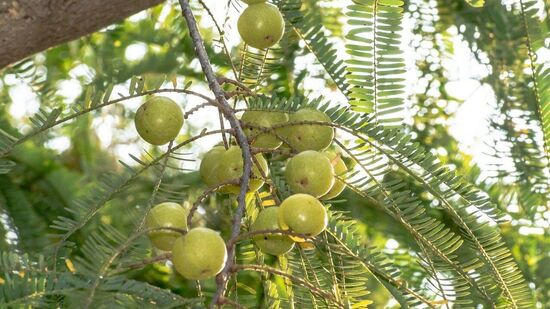 అక్షయ నవమి రోజున రహస్య దానధర్మాలు చేయడం ప్రత్యేకమని జ్యోతిష్యులు చెబుతున్నారు. ఈ రోజున ఉసిరి చెట్టు కింద పూజ చేసి, ఉసిరికాయను బుట్టలో వేసి బ్రాహ్మణులకు దానం చేయండి. ఉసిరికాయను చెట్టు కింద తినాలి. ఇది ఇంటిలో ఆనందం, శ్రేయస్సును పెంచుతుంది. ప్రతికూల శక్తిని తొలగిస్తుంది. అక్షయ నవమి రోజున ఇంటికి ఉత్తరం లేదా తూర్పు దిశలో ఉసిరి చెట్టును నాటడం మంచిది. దీంతో ఇంటి వాస్తుకు సంబంధించిన సమస్యలు తొలగిపోతాయి.