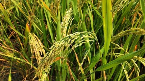 నవంబర్ 11, సోమవారం • కాకినాడ, కోనసీమ, నెల్లూరు, అన్నమయ్య, చిత్తూరు, మరియు తిరుపతి జిల్లాల్లోని కొన్ని ప్రాంతాల్లో తేలికపాటి వర్షాలు కురిసే అవకాశం ఉంది.&nbsp;