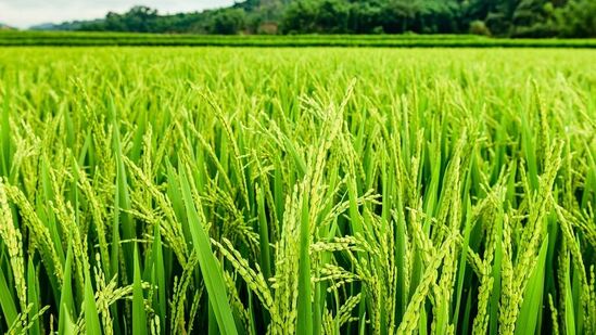 నవంబర్ 13 బుధవారం కాకినాడ, కోనసీమ, తూర్పుగోదావరి, పశ్చిమగోదావరి, ఏలూరు, కృష్ణా, గుంటూరు, బాపట్ల, ప్రకాశం, నెల్లూరు, కర్నూలు, నంద్యాల, వైఎస్ఆర్ మరియు తిరుపతి జిల్లాల్లోని కొన్ని ప్రాంతాల్లో &nbsp;మోస్తరు నుండి భారీ వర్షాలు కురిసే అవకాశం ఉంది.• ఎన్టీఆర్, పల్నాడు, అనంతపురం, శ్రీ సత్యసాయి, అన్నమయ్య మరియు చిత్తూరు జిల్లాల్లోని కొన్ని ప్రాంతాల్లో &nbsp;తేలికపాటి నుండి మోస్తరు వర్షాలు కురిసే అవకాశం ఉంది.&nbsp;