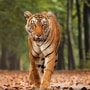 కలలో పులి కనిపిస్తే అర్థం ఏంటి 