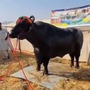 ఈ దున్నపోతు వీర్యంతో నెలకు రూ. 4 లక్షల ఆదాయం ఈ దున్నపోతు వీర్యంతో నెలకు రూ. 4 లక్షల ఆదాయం