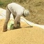 తెలంగాణ రైతులు