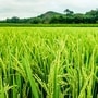 తెలంగాణలో రబీ సీజన్‌లోనైనా రైతు భరోసా దక్కుతుందా?