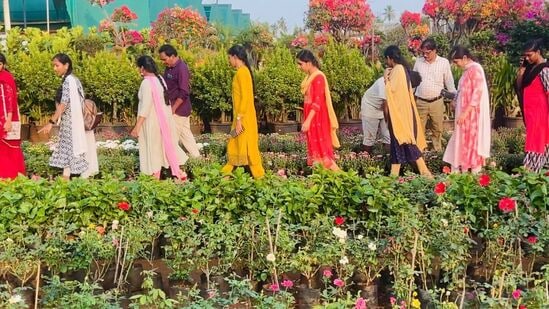 పలు రంగులతో ఉండే బంతి, చామంతిలతో పాటు పిటోనియా, బిగోనియా, వింకారోజ్, దయాంతాస్, జినియా, జర్బరియా, ఫెంటాస్, కొలియన్ కలర్స్, సాల్వియా సిల్వర్ కోకాస్, చైనా పింక్, లింక్ రోజ్, కారోనియా వంటి అనేక రకాల సీజనల్ మొక్కలు కడియం నర్సరీలలో సందడి చేస్తున్నాయి.