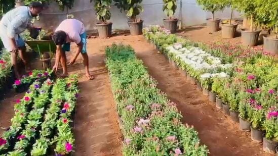 వీటిని విరివిగా కొనుగోలు చేసి కిస్మస్, నూతన సంవత్సర, సంక్రాంతి పండుగలు కొత్తదనంతో జరుపుకునేందుకు అనేక మంది తహతహ లాడుతున్నారు. ఇప్పటికే వీటి అమ్మకాలు ఊపందుకున్నాయి. మన ఇంట్లో రోజూ కనిపించే మొక్కల కంటే ఇవి చాలా భిన్నంగా.. అందంగా ఉంటాయి. డిసెంబరు ఆరంభం నుంచి ఈ సీజనల్ మొక్కల సందడి చేస్తాయి.