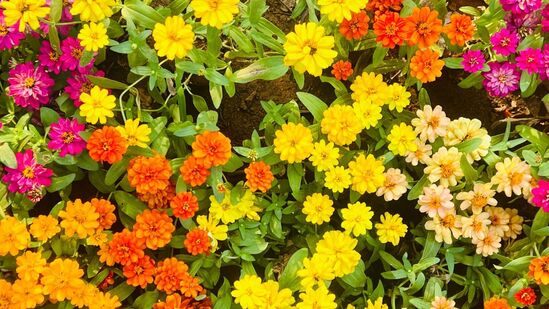 కడియంలో హ‌రివిల్లులా సీజనల్ పూల మొక్క‌లు మెరుస్తున్నాయి. సందర్శకులను రా...రమ్మని ఆహ్వానిస్తున్నాయి. డిసెంబర్, జనవరి నెలల్లో వీటి హవా కొనసాగుతోంది. దీంతో సంద‌ర్శకులు, మొక్కలు కొనుగోలు చేసేవారు క‌డియం న‌ర్సరీల్లో త‌లుక్కుమంటున్నారు. అంద‌మైన వివిధ ర‌కాల‌ పూల మొక్కల‌తో సంద‌ర్శకులు ఫోటోలు దిగుతున్నారు.