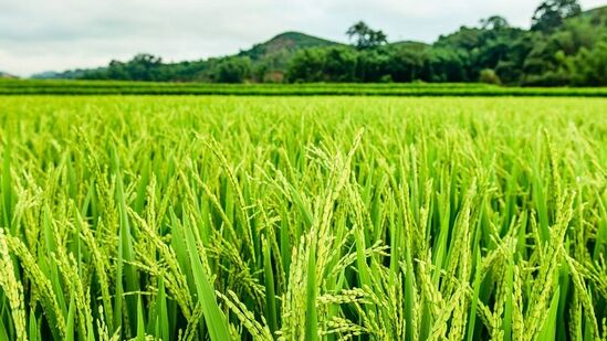 అల్పపీడనం నేపథ్యంలో &nbsp;రైతులు వ్యవసాయ పనుల్లో జాగ్రత్తలు తీసుకోవాలి. పండించిన ధాన్యాన్ని సురక్షిత ప్రదేశాలలో ఉంచాలి.ప్రజలు అప్రమత్తంగా ఉండాలి. డిసెంబర్ 10 ,మంగళవారం : • అల్లూరి సీతారామరాజు, కాకినాడ, కోనసీమ, పశ్చిమగోదావరి, కృష్ణా, నెల్లూరు, కర్నూలు, నంద్యాల, అనంతపురం, శ్రీ సత్యసాయి మరియు వైఎస్ఆర్ జిల్లాల్లో కొన్నిచోట్ల తేలికపాటి వర్షాలు పడే అవకాశం ఉంది.