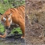 భయపెడుతున్న వన్య మృగాలు- శ్రీశైలంలో చిరుత, భద్రాద్రి కొత్తగూడెంలో పెద్దపులి కలకలం భయపెడుతున్న వన్య మృగాలు- శ్రీశైలంలో చిరుత, భద్రాద్రి కొత్తగూడెంలో పెద్దపులి కలకలం