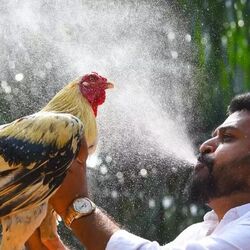 <p>సంక్రాంతి మూడు రోజుల పాటు జ‌రిగే వేలాది కోడి పందాల‌కు కోడి పుంజులు అవ‌స‌రం అవుతాయి. అయితే ఉభ‌య గోదావ‌రి జిల్లాల్లో సొంతంగా కోడి పుంజుల‌ను మేప‌డం, వాటికి పందాలను నేర్పడం వంటివి చేస్తారు. అయితే ఉభ‌య గోదావ‌రి జిల్లాల్లో ఉన్న కోడి పుంజులు స‌రిపోగా, ఇత‌ర ప్రాంతాల నుంచి కోడి పుంజుల‌ను తెప్పిస్తారు. కోడిపందేల్లో రంగంలోకి దింపే భీమ‌వ‌రం బ్రీడ్ పుంజుల‌కు గిరాకీ ఎక్కువగా ఉంటుంది. సంక్రాంతి కోడి పందేల కోసం ఉండి, ఆకివీడు, చెరుకుమిల్లి, చినమిరం, కాళ్ల, కోన‌సీమ‌లోని అమ‌లాపురం, లంక‌, మండ‌పేట‌, రామ‌చంద్రపురం, పెద్దాపురం త‌దిత‌ర ప్రాంతాల్లో భీమ‌వ‌రం బ్రీడ్ కోడిపుంజుల పెంచుతున్నారు. వీటి పెంప‌కంతో గోదావ‌రి జిల్లాల్లో వంద‌లాది మంది ఉపాధి కూడా పొందుతున్నారు.&nbsp;</p>