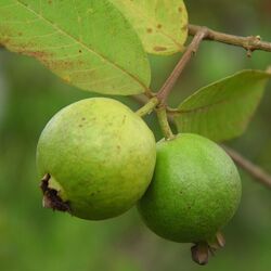 <p>కొలెస్ట్రాల్ ను తగ్గించడంలో జామకాయ సహాయపడుతుంది. &nbsp;జామకాయలో యాంటీఆక్సిడెంట్స్ పుష్కలంగా ఉన్నాయి. ముఖ్యంగా ఇందులో ఉండే లైకోపిన్ అనే యాంటీఆక్సిడెంట్ మీ శరీరంలోని చెడు కొలెస్ట్రాల్ ను తగ్గిస్తుంది. ఇది మీ శరీరంలో ఆక్సీకరణ ఒత్తిడిని నివారిస్తుంది. ఇది మీ గుండెకు ఓదార్పునిచ్చే పండు. అందువల్ల గుండె ఆరోగ్యాన్ని కాపాడుకోవడానికి ఈ పండును రోజువారీ ఆహారంలో చేర్చుకోవాలి.</p>
