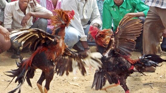 వాటికి అందించే ఆహారం, శిక్ష‌ణ‌ను బ‌ట్టి ఒక్కొక్క పుంజు ధ‌ర రూ.25 వేల నుంచి రూ. ల‌క్ష కూడా దాటి పోతుంది. అదే నెల్లూరు పంజులు అంత భారీ ధ‌ర‌లు ఉండ‌వు. చూడ‌టానికి స్థానిక పుంజుల‌కు ఏమాత్రం తీసిపోని విధంగా సైజులు, రంగుల్లో నెల్లూరు పుంజులు ఉంటాయి. పంజు రంగు, ఎత్తు, బ‌రువును బ‌ట్టీ వాటి ధ‌ర రూ.4 వేల నుంచి రూ.7 వేల వ‌ర‌కు ఉంటుంది. దీంతో త‌క్కువ ధ‌ర‌కు రావ‌డంతో పందెం రాయుళ్లు కొనేందుకు ఆస‌క్తి చూపుతున్నారు. వాటి కాళ్ల సామ‌ర్థ్యం, ప్ర‌త్య‌ర్థిపై దాడి చేసే వేగాన్ని ప‌రీక్షించేందుకు డింకీ పందేలు క‌ట్టి బాగున్న కోడి పుంజుల‌ను బేర‌మాడి కొనుగోలు చేస్తున్నారు. నెల రోజుల పాటు వాటికి త‌గిన మేత‌ను అందించి శిక్ష‌ణ ఇచ్చి కోడి పందెల‌కు స‌న్న‌ద్ధం చేస్తారు. (రిపోర్టింగ్ : జ‌గ‌దీశ్వర‌రావు జ‌ర‌జాపు, హిందుస్తాన్ టైమ్స్ తెలుగు)&nbsp;