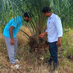 <p>తెలంగాణలో ఆయిల్ పామ్ సాగును ప్రభుత్వం ప్రోత్సాహిస్తోంది. రైతులకు ఎక్కువ ఆదాయం వచ్చే మార్గాలను చూపుతోంది. పంట వేసింది మొదలు.. కోత కోసే వరకు ఈ మెళకువలు పాటిస్తే.. ఎక్కువ లాభాలు పొందొచ్చని అధికారులు చెబుతున్నారు. ముఖ్యంగా 10 విషయాలు గుర్తుంచుకోవాలని అంటున్నారు.</p>