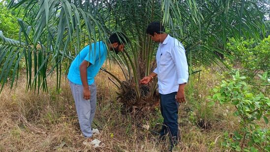 తెలంగాణలో ఆయిల్ పామ్ సాగును ప్రభుత్వం ప్రోత్సాహిస్తోంది. రైతులకు ఎక్కువ ఆదాయం వచ్చే మార్గాలను చూపుతోంది. పంట వేసింది మొదలు.. కోత కోసే వరకు ఈ మెళకువలు పాటిస్తే.. ఎక్కువ లాభాలు పొందొచ్చని అధికారులు చెబుతున్నారు. ముఖ్యంగా 10 విషయాలు గుర్తుంచుకోవాలని అంటున్నారు.