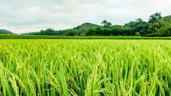 ఖరీఫ్‌ పంట కోతల సమయం కావడంతో &nbsp;అకాల వర్షాలతో రైతులు తీవ్ర ఇబ్బందులకు గురవుతున్నారు. పలు జిల్లాల్లో ధాన్యం చేతికి అందకుండానే తడిచిపోయింది.&nbsp;&nbsp;