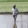 వరి సాగుచేస్తున్న రైతు