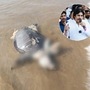 కాకినాడ తీరంలో ఆలివ్ రిడ్లీ తాబేళ్లు మృత్యువాత, విచారణకు డిప్యూటీ సీఎం పవన్ కల్యాణ్ ఆదేశం కాకినాడ తీరంలో ఆలివ్ రిడ్లీ తాబేళ్లు మృత్యువాత, విచారణకు డిప్యూటీ సీఎం పవన్ కల్యాణ్ ఆదేశం