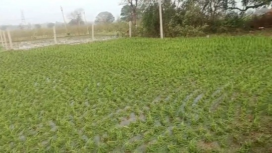 ముంపు కారణంగా వరి, పత్తి, వేరుశనగ, చెరకు పంటలు నష్టపోతే హెక్టారుకు రూ.25 వేలు, రాగులు, మినుము, సజ్జ, కొర్రలు, సామలు, ఆముదం, జూట్‌, నువ్వులు, &nbsp;పెసర, కంది, సోయా, సన్‌ఫ్లవర్‌, పొగాకు, మొక్కజొన్న పంటలకు రూ.15 వేలు పరిహారం చెల్లిస్తారు. మిర్చి పంట హెక్టారుకు రూ.35 వేలు, టమాటా, బొప్పాయి, పుచ్చ, పువ్వులు, నర్సరీలకు రూ.25 వేలు, పండ్ల తోటలకు రూ.35 వేలు, ఆయిల్‌ పామ్‌, కొబ్బరి చెట్టుకు రూ.1,500 చొప్పున విపత్తుల పరిహారం అందించనున్నారు.