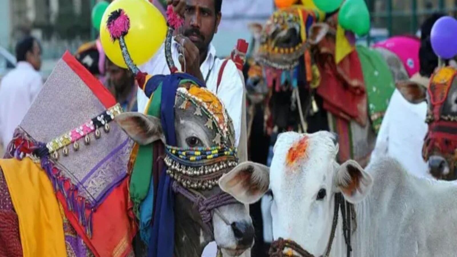 Sankranti Celebrations : సంక్రాంతి సంద‌డంతా గోదావ‌రి జిల్లాల్లోనే-సోష‌ల్ మీడియాలో పండుగ జోష్‌