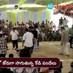 cock fighting in godavari districts