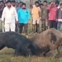 పందుల ఫైటింగ్