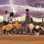 సంక్రాంతి కోడి పందాలు