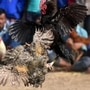 కోడి పందేలు కోడి పందేలు