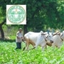 రైతు భరోసా స్కీమ్ కోసం తెలంగాణ ప్రభుత్వం ఏటా 20 వేల కోట్ల రూపాయలను రైతుల ఖాతాల్లో జమ చేయనుంది. ఇక భూమి లేని దళితులు, గిరిజనులు, ఆదివాసీలు, బలహీనవర్గాలను ఆదుకోవడానికి ఇందిరమ్మ ఆత్మీయ భరోసా కార్యక్రమాన్ని తీసుకువచ్చింది. ఈ స్కీమ్ కింద ఏటా 12 వేల రూపాయలు ఇవ్వాలని ప్రభుత్వం నిర్ణయించింది. దీనికి సంబంధించిన గైడ్ లైన్స్ ఇప్పటికే అందుబాటులోకి వచ్చాయి. <p>రైతు భరోసా స్కీమ్ కోసం తెలంగాణ ప్రభుత్వం ఏటా 20 వేల కోట్ల రూపాయలను రైతుల ఖాతాల్లో జమ చేయనుంది. ఇక భూమి లేని దళితులు, గిరిజనులు, ఆదివాసీలు, బలహీనవర్గాలను ఆదుకోవడానికి ఇందిరమ్మ ఆత్మీయ భరోసా కార్యక్రమాన్ని తీసుకువచ్చింది. ఈ స్కీమ్ కింద ఏటా 12 వేల రూపాయలు ఇవ్వాలని ప్రభుత్వం నిర్ణయించింది. దీనికి సంబంధించిన గైడ్ లైన్స్ ఇప్పటికే అందుబాటులోకి వచ్చాయి. </p>