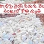 పౌల్ట్రీ పరిశ్రమపై వైరస్ పంజా పౌల్ట్రీ పరిశ్రమపై వైరస్ పంజా