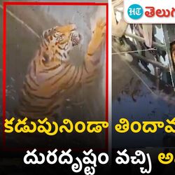 tiger fell into a well