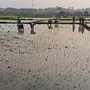 తెలంగాణలో వరిసాగు తెలంగాణలో వరిసాగు