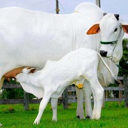 <p>ఒంగోలు బ్రీడ్ ఆవులు, ఎద్దులకు దేశవిదేశాల్లో మంచి గిరాకీ ఉంది. సాధారణంగా వీటి ధర లక్షల్లో ఉంటుంది. దేశంలోని ఇతర జాతుల పశువులతో పోలిస్తే వీటి ధర కాస్త ఎక్కువ. అయితే ఒంగోలు బ్రీడ్ కు చెందిన ఓ ఆవు వేలంలో ఏకంగా రూ.40 కోట్లు పలికింది.&nbsp;</p>