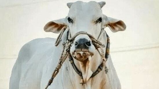 ప్రపంచంలో అత్యంత ఖరీదైన జాతులుగా జపాన్‌కు చెందిన వాగ్యు, భారత్‌కు చెందిన బ్రాహ్మణ్‌లను... బ్రెజిల్‌లోని మినాస్‌ గెరెయి‌స్ కు చెందిన వయాటినా-19 వేలంలో వెనక్కి నెట్టింది.&nbsp;