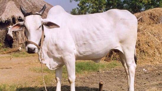 1868లో బ్రెజిల్‌కు తొలిసాగి ఏపీలోని ఒంగోలు పశువులను తీసుకెళ్లారు. క్రమంగా ఈ జాతి పశువులను బ్రెజిల్ లో పెంచడం ప్రారంభమైంది. ఒంగోలు ఆవులు అత్యంత వేడి ఉష్ణోగ్రతలను తట్టుకునే సామార్థ్యం, సమర్థవంతమైన జీవక్రియ, ఇన్‌ఫెక్షన్‌లను తట్టుకుని నిలబడతాయి. దీంతో బ్రెజిల్‌ పశువుల పెంపకందారులు వీటి కొనుగోలకు మక్కువ చూపారు.