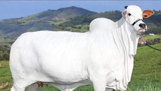 ఒంగోలు జాతికి ఉండే ఆవులు చాలా దృఢమైన శరీర సౌష్ఠవం కలిగి ఉంటాయి. తెల్లటి శరీర రంగుతో మిలమిల మెరుస్తూ భారీగా ఉన్న వయాటినా వేలంలో వ్యాపారులను ఆకర్షించింది. ఈ జాతి ఆవుల పైచర్మం వదులుగా ఉండటం వల్ల ఎంతటి ఉష్ణ వాతావరణ పరిస్థితులనైనా తట్టుకోగలవు.&nbsp;