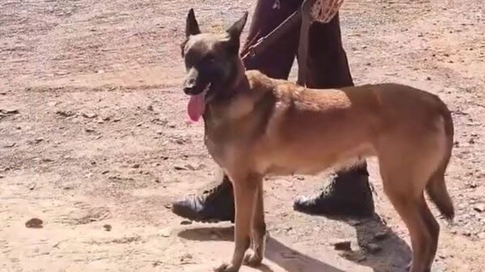 SLBC Update : ఎస్ఎల్‌బీసీ టన్నెల్‌‌కు కేరళ కాడవర్‌ డాగ్స్.. ఇవి ఏం చేస్తాయి.. ప్రత్యేకతలు ఏంటి?