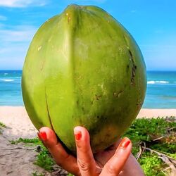 <p>వేసవి &nbsp;ప్రారంభం కావడంతో కొబ్బరి నీళ్లు తాగాల్సిన అవసరం ఉంది. ఇందులో విటమిన్ సి, యాంటీఆక్సిడెంట్లతో సహా వివిధ పోషకాలు పుష్కలంగా ఉన్నాయి</p>