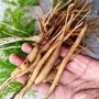 ఆస్పరాగస్ మొక్కతో కలిగి అద్భుతమైన ప్రయోజనాలు ఆస్పరాగస్ మొక్కతో కలిగి అద్భుతమైన ప్రయోజనాలు