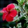 మందార మొక్కను ఇలా పెంచండి