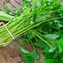 కొత్తిమీర కాడలతో ఎన్నో ఉపయోగాలు
