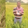 సిద్దిపేట జిల్లాలో వడగండ్ల వాన బీభత్సం సిద్దిపేట జిల్లాలో వడగండ్ల వాన బీభత్సం