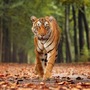 మేడారం ప్రాంతంలో పెద్దపులి