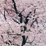 Spring Spring