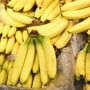 Banana is a good source of potassium. Banana is a good source of potassium.